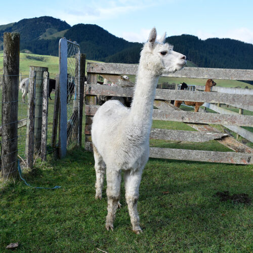 Buy Nevalea Estonia and start her alpaca herd today.