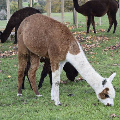 Nevalea Kue is for sale, a stunning alpaca.