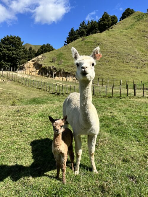 Nevalea Lesley and baby alpaca