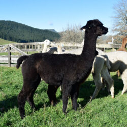 Buy Mayflower the Alpaca