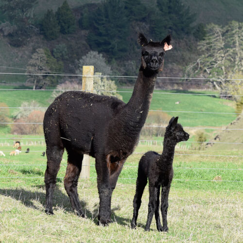 Alpaca For Sale Nevalea Miff