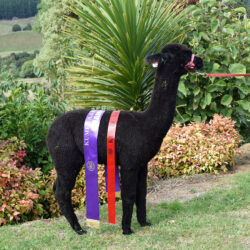 Nevalea Nana with her Champion Ribbons