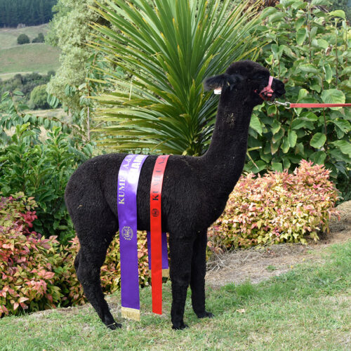 Nevalea Nana with her Champion Ribbons