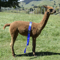 Nevalea Nectar as a Junior