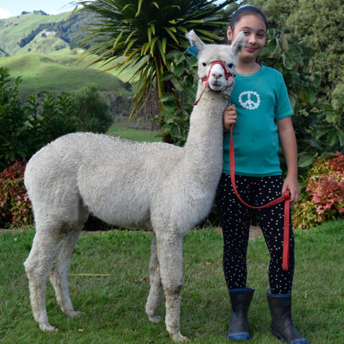 Percy the Alpaca off on a walk