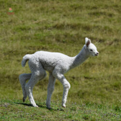 Roly Poly - Hibiscus's Cria