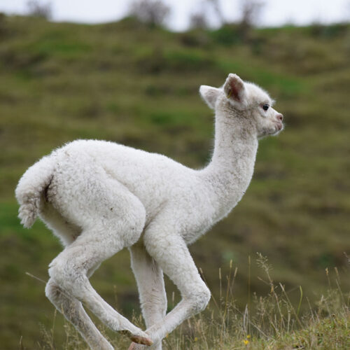Nevalea Lolly's baby alpaca, Sweetie.