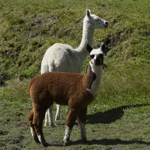 Nevalea O'Bella as a cria