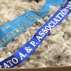 Nevalea Orchid's show winning fleece