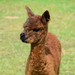 Baby alpaca named Screwdriver