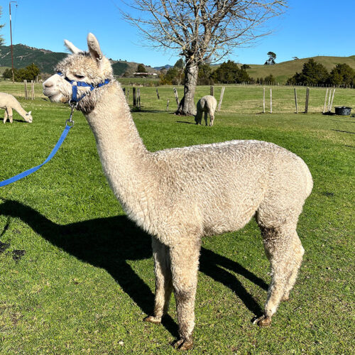 Riccardo