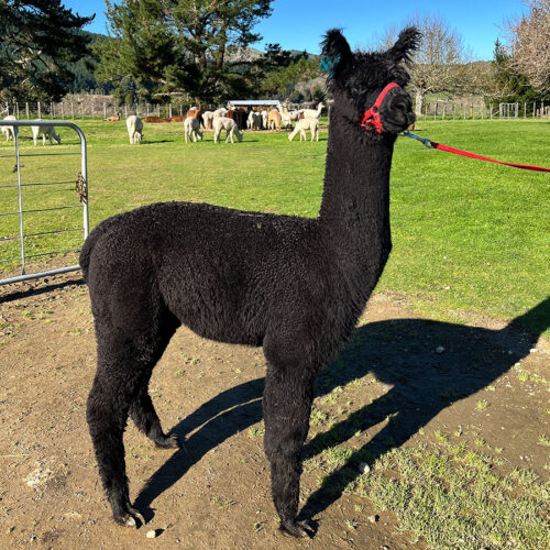 Rangi - Image 2