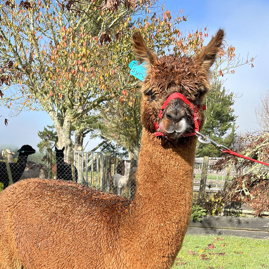 Syrus the alpaca for sale