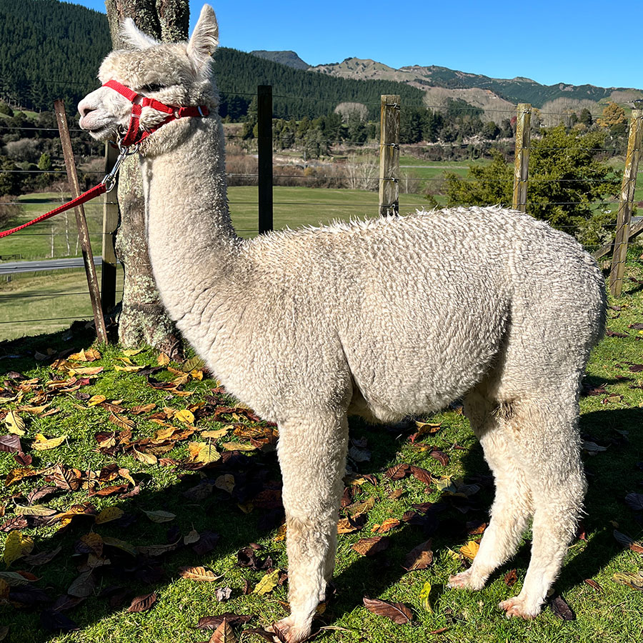 Nevalea Reid is for sale a great potential stud male