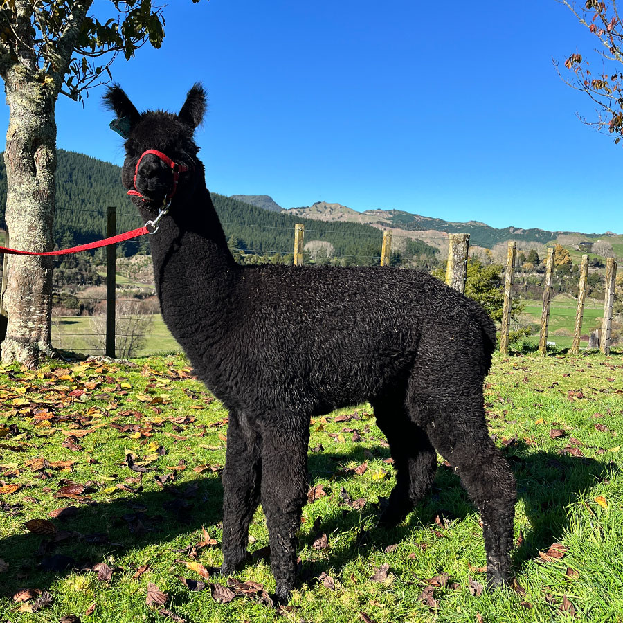 Nevalea Ruapehu potential stud for sale
