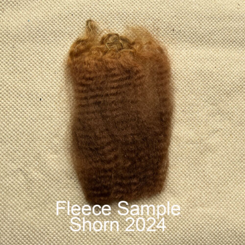 Nevalea Sammi - Image 2