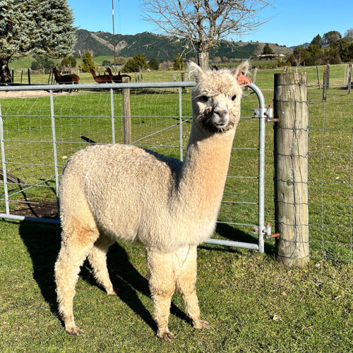 Nevalea Sandy