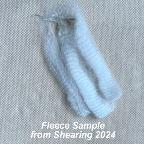 Nevalea Shiloh - Image 2