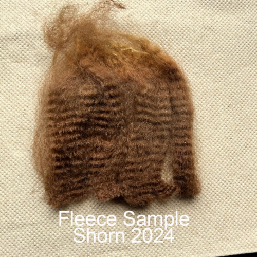 Nevalea Sienna - Image 2